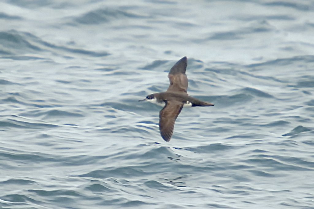 Shearwater, Manx, 2006-07081830b Hyannis, MA.JPG - Manx Shearwater, Broolkine July 2006 Hyannis pelagic bird trip